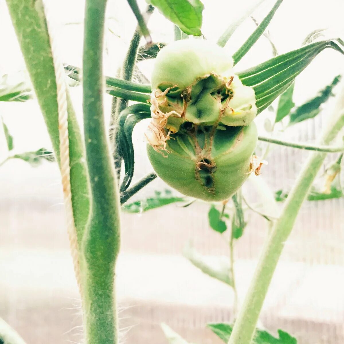 Томат махровый. Коронный цветок у помидор. Помидоры цветочком. Первый махровый цветок на томатах. Уродливые помидоры.