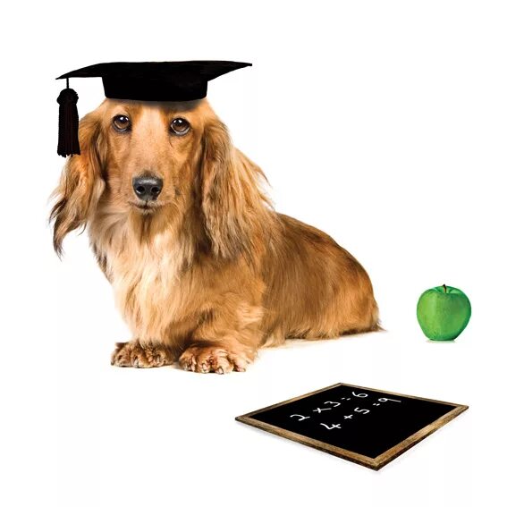 Собака профессор. Собака профессор. Школа для собак. Собака профессор. Собака профессор.