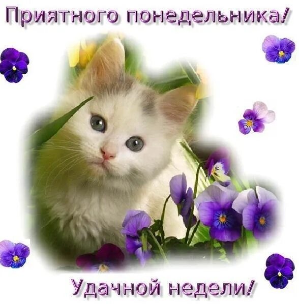 Доброго весеннего утра понедельника и удачной. Открытки с понедельником. красивые открытки с понедельником. красивое поздравление с понедельником. открытка отличного понедельника.