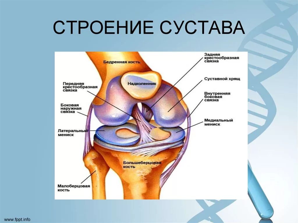 Строение сустава человека анатомия. Схема строения коленного сустава. Строение коленного сустава биология. Строение коленного сустава человека биология 8.