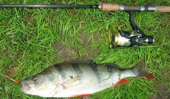 судак джиг клязьма. ловим на спиннинг весной. весенняя щука на спиннинг. весенняя рыбалка. весенний спиннинг.