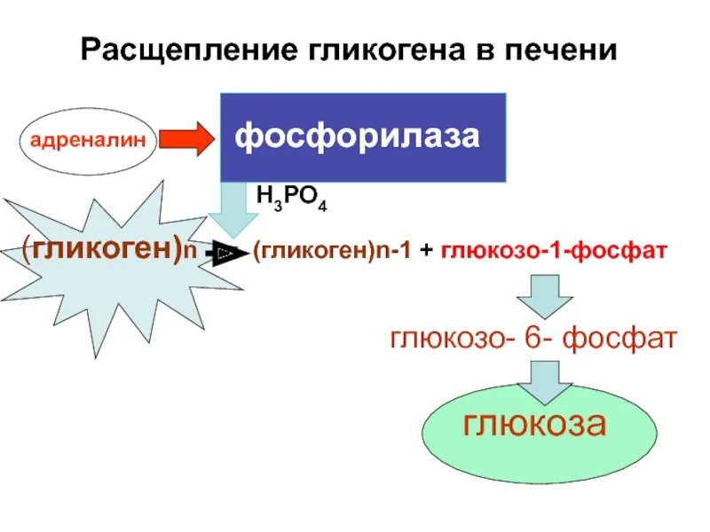 Расщепление гликогена в печени. Схема расщепления гликогена. Схема реакций расщепления гликогена. Распад гликогена в печени. Мобилизацию гликогена в печени адреналин.