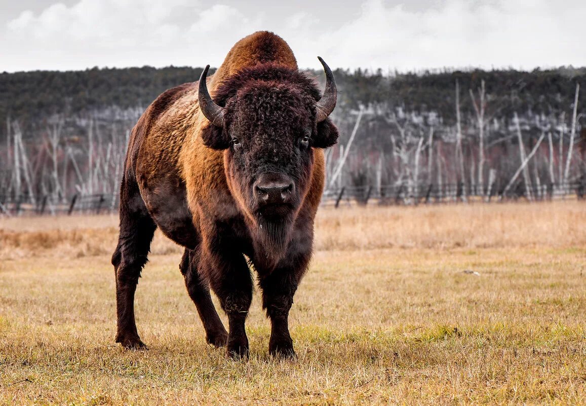 Бизон доставка. Американский Степной Бизон. Бизоны в Северной Америке. Лесной Бизон Северной Америки. Американский Бизон и ЗУБР.