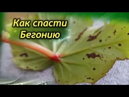 Как спасти листья