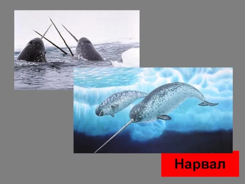 Нарвал в красную книгу. Нарвал красная книга. виды нарвал фрост. где живет нарвал.