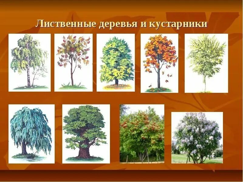 Группа деревьев название