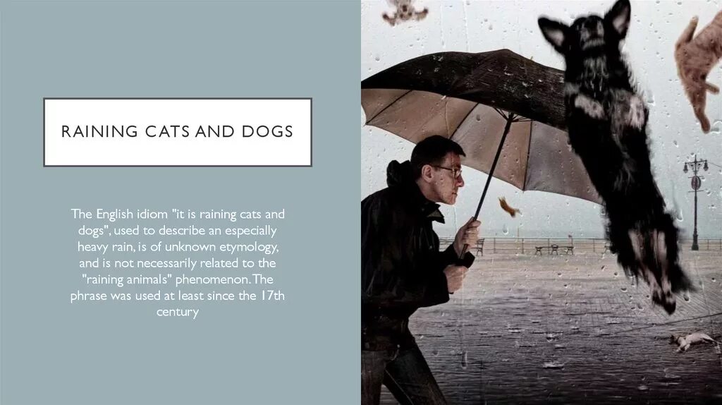 Дожди кэт. Rain Cats and Dogs идиома. Raining Cats and Dogs идиома. It Rains Cats and Dogs. It is raining Cats and Dogs.