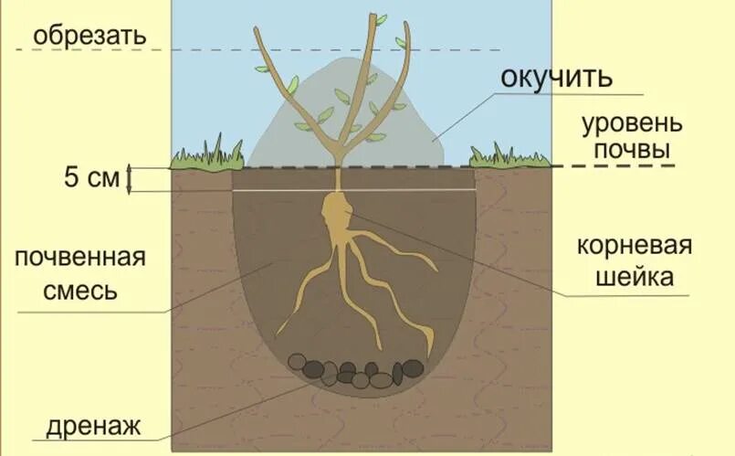 Корневой уровень. Корневая шейка саженца винограда. Корневая шейка рапса. Корневая шейка саженца актинидии. Жимолость корневая шейка.