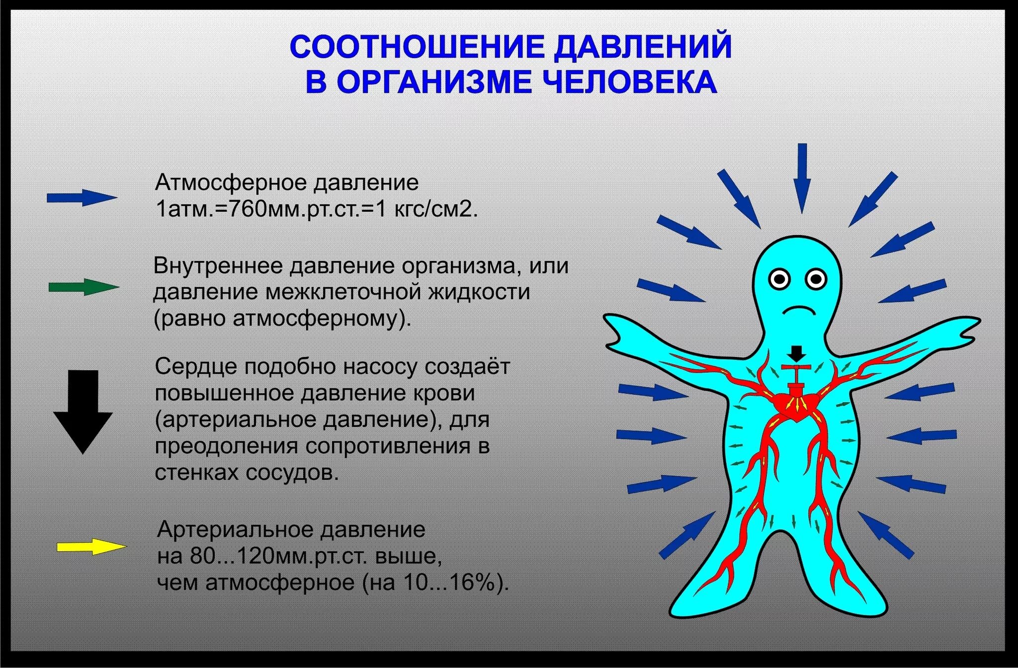 Влияние атмосферного давления на организм. Влияние атмосферного давления на человека. Влияние давление воды на человека. Давление внутри человека.