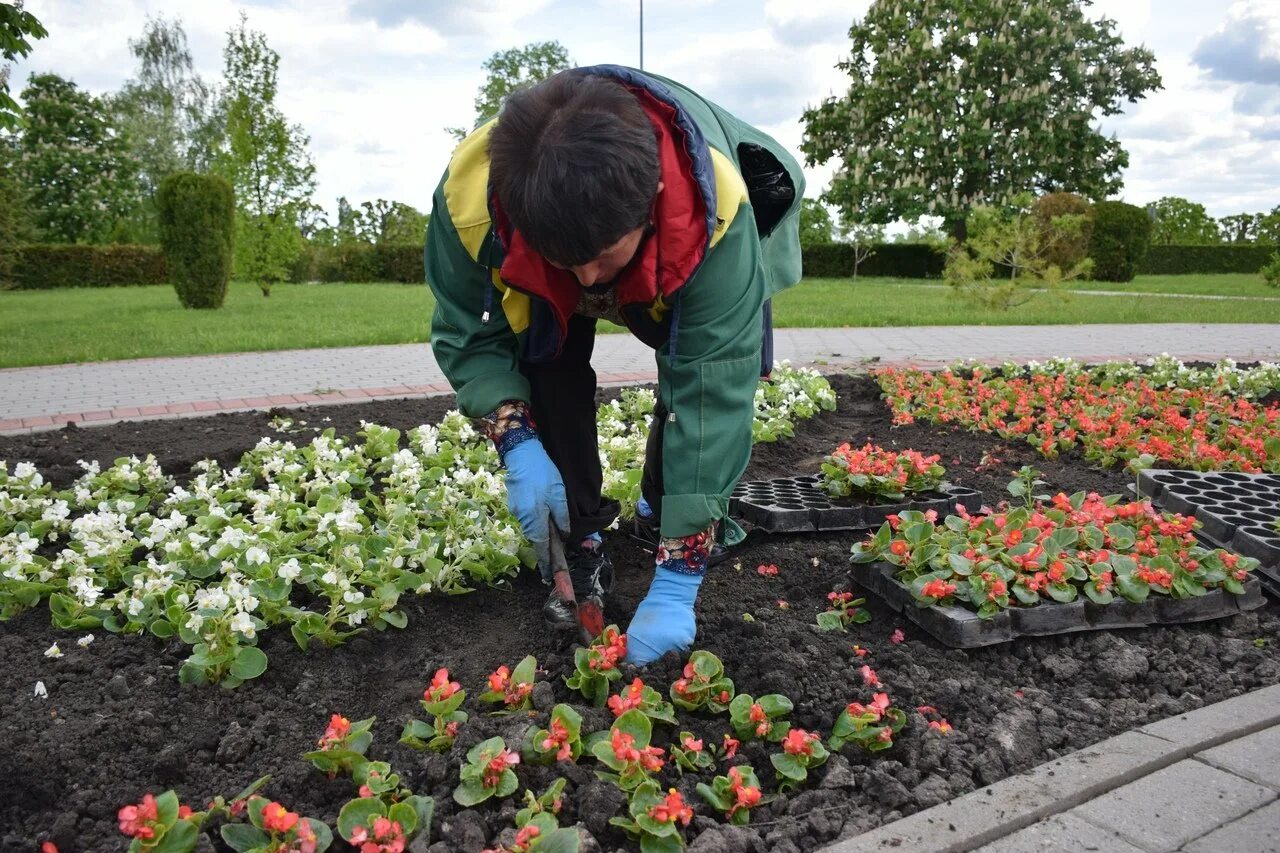 Как вырастить клумбу. Бордюрные многолетники низкорослые. Рабатка тунберга однолетник. Как вырастить клумбу. Розарий рабатка.