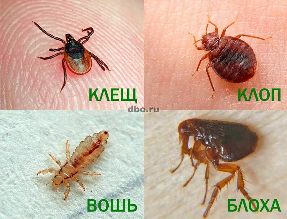 Как отличить клопов