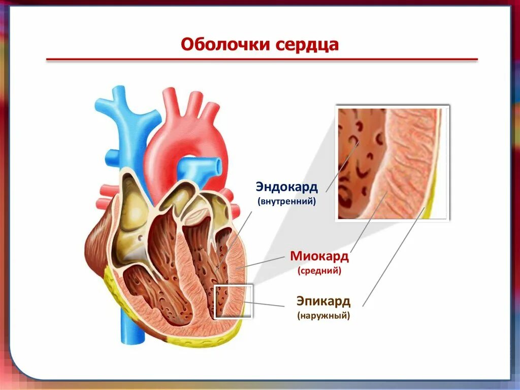 Миокард латынь. Строение сердца оболочки сердца. Строение оболочек сердца анатомия. Строение внутренней оболочки сердца. Строение сердца человека миокард.