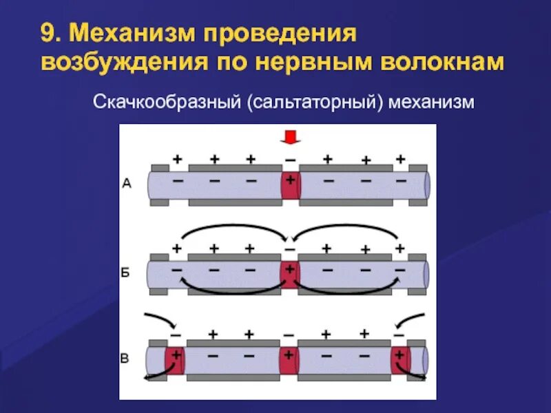 Двустороннего проведения возбуждения. Сальтаторное проведение нервного импульса механизм. механизм сальтаторного проведения возбуждения. проведение возбуждения по нервным волокнам. механизм проведения возбуждения по нервным волокнам.