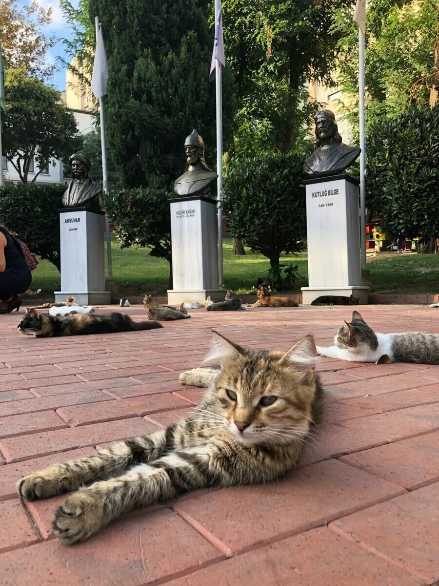 Парк котов. Парк мачка Стамбул. Кошачий парк Стамбул. Коты парк. Кошка в парке.