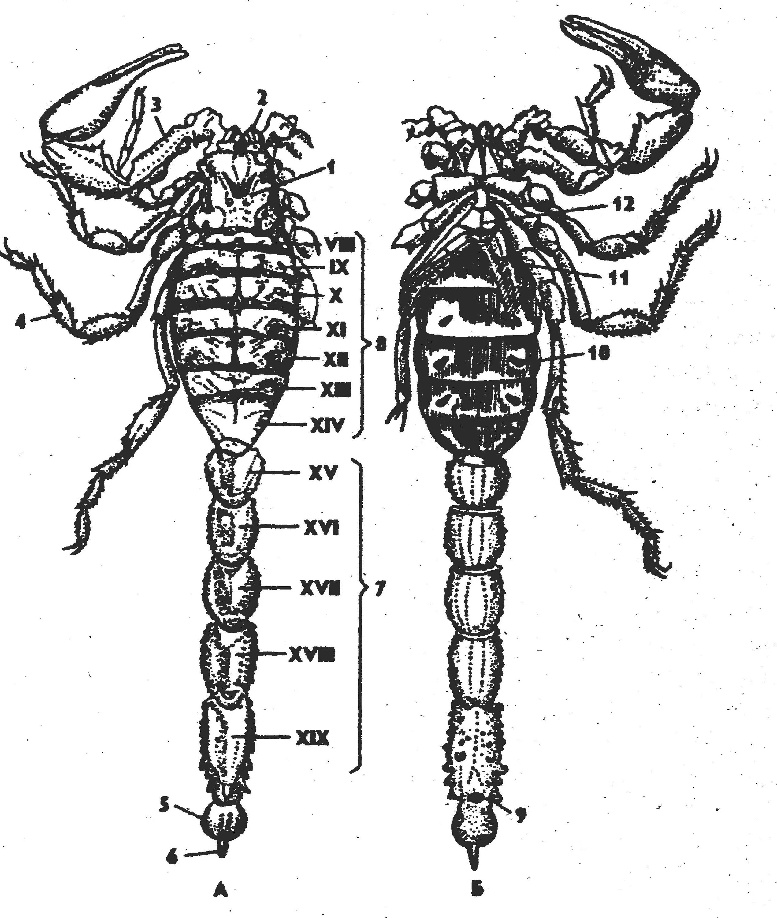 Какой тип питания характерен для морского скорпиона. Скорпион Buthus eupeus. Строение скорпиона с брюшка. Внешний вид скорпиона Buthus eupeus. Buthus eupeus строение.