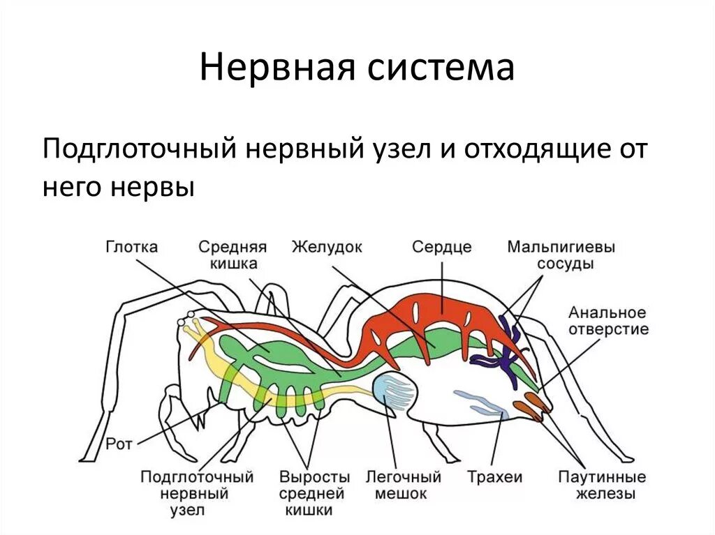Схема строения паука. Нервная система паукообразных. строение нервной системы паукообразных. паук нервная система схема. нервная система членистоногих класс паукообразные схема.