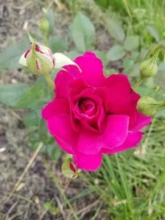 Its rose