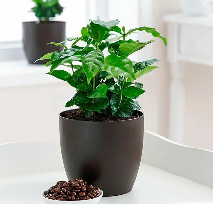 Цветок коффея арабика. Кофейный цветок в горшке. Комнатное растение coffea arabica. Кофейное дерево аравийское. Кофейный цветок в горшке.