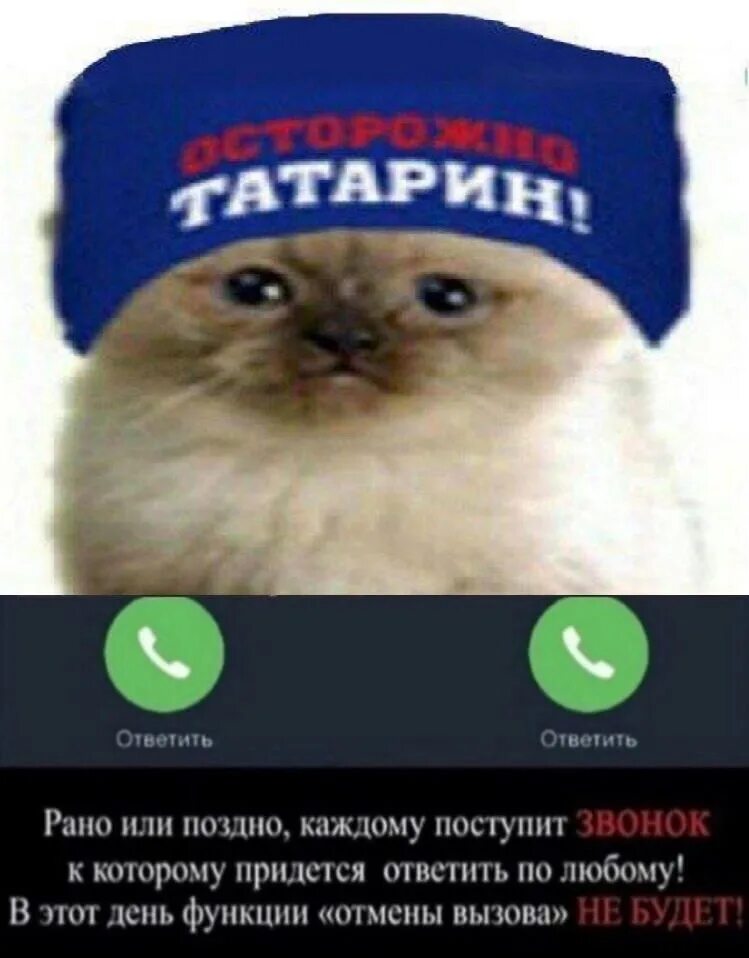 Кот по татарски. Кот татарин. Татарские котята. Мин татар. Кот в тюбетейке татарской.