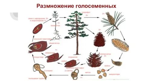 Цикл сосны схема