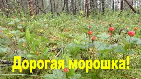 Морошка в ленобласти