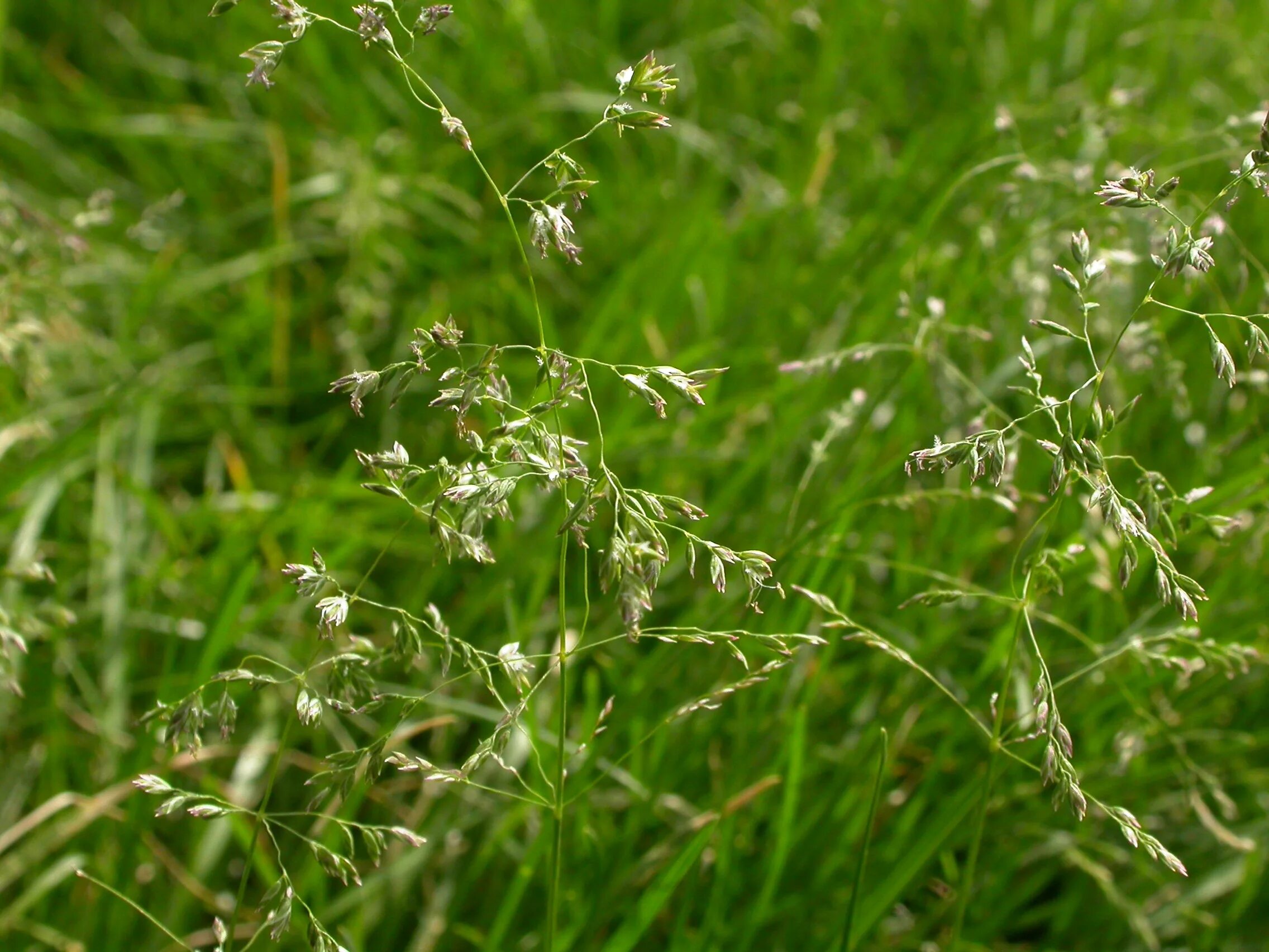 Мятлик Луговой (POA pratensis). Мятлик Луговой (poupratensis). Мятлик Луговой (POA pratensis l.). Мятлик Луговой Блюграсс (Bluegrass). Трава верности