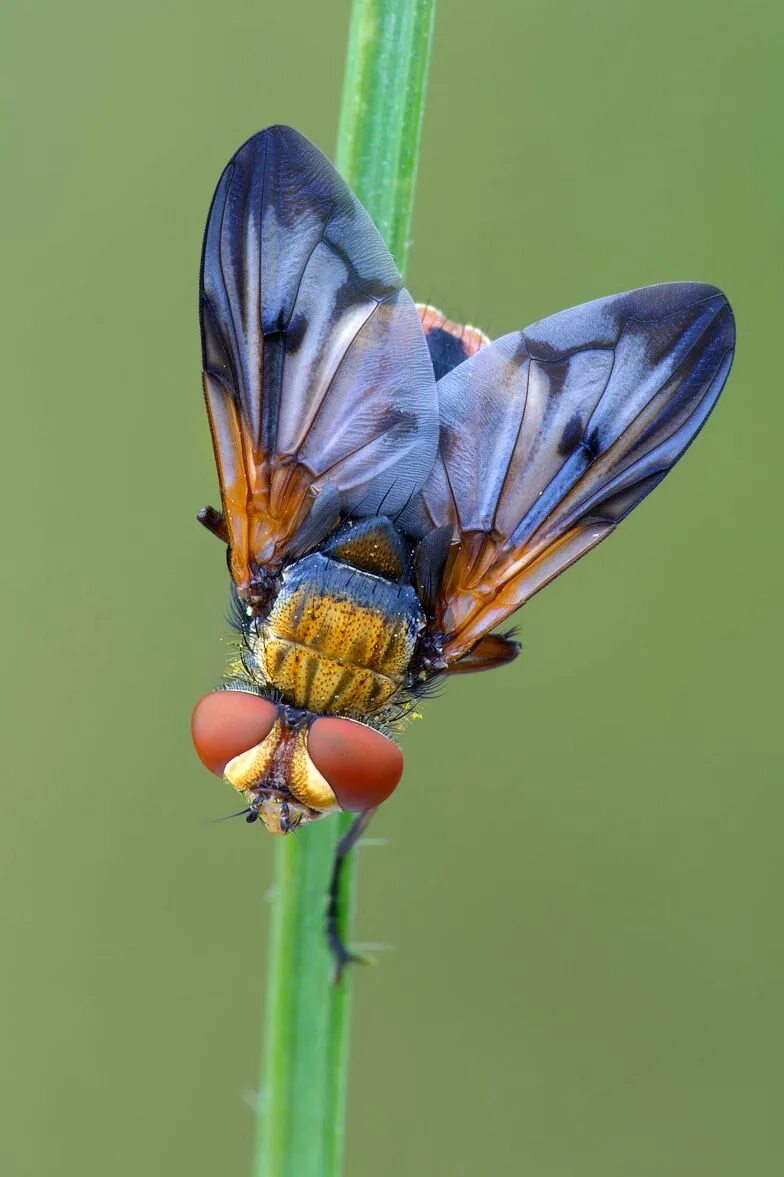 Что такое fly. Насекомые. Красивые насекомые. Насекомое летит. Летучие насекомые.