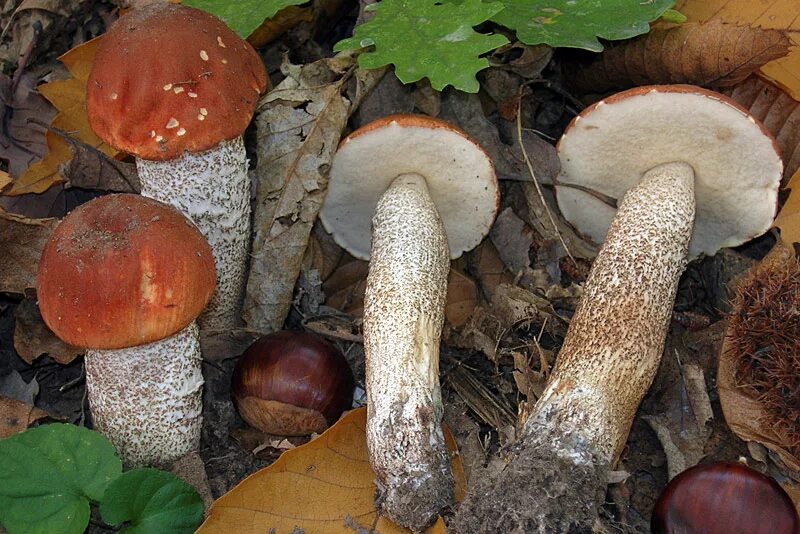 Белый гриб относится к трубчатым. Трубчатые грибы подосиновик. Подосиновик шляпка снизу. Подосиновик шапка снизу. Подосиновик пластинчатый.