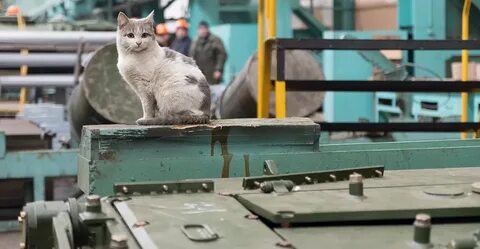 Производство кошачьего