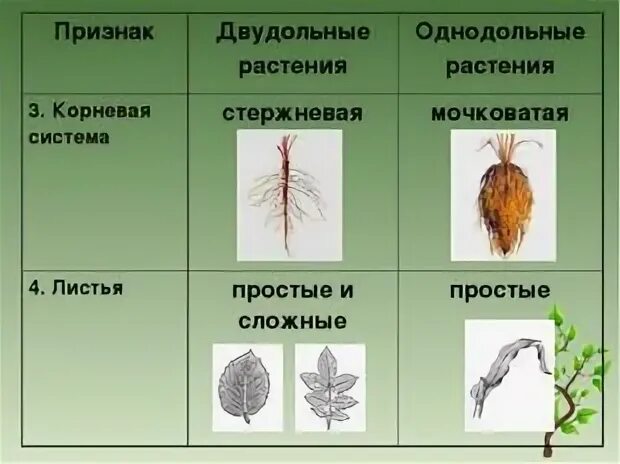 Корневая система двудольных
