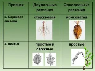 Декоративный лук однодольное или двудольное