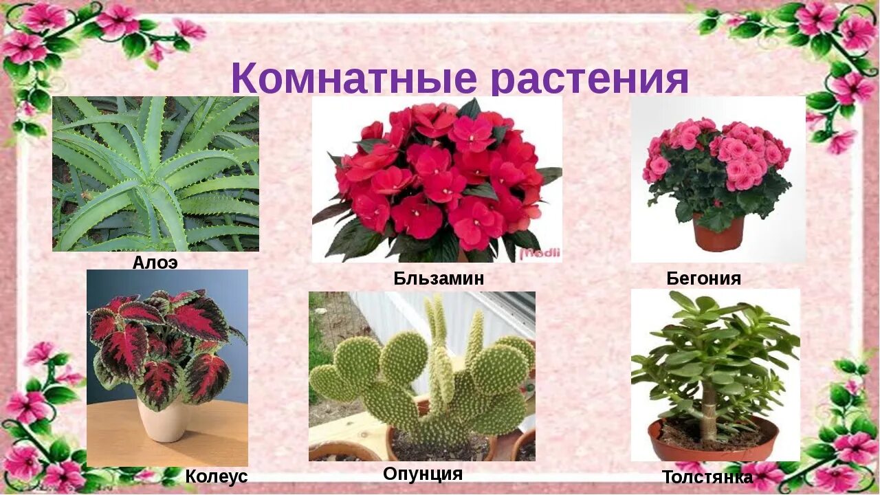 Цикламен персидский, сорт Юля во Владивостоке