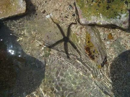 Морские звезды в египте