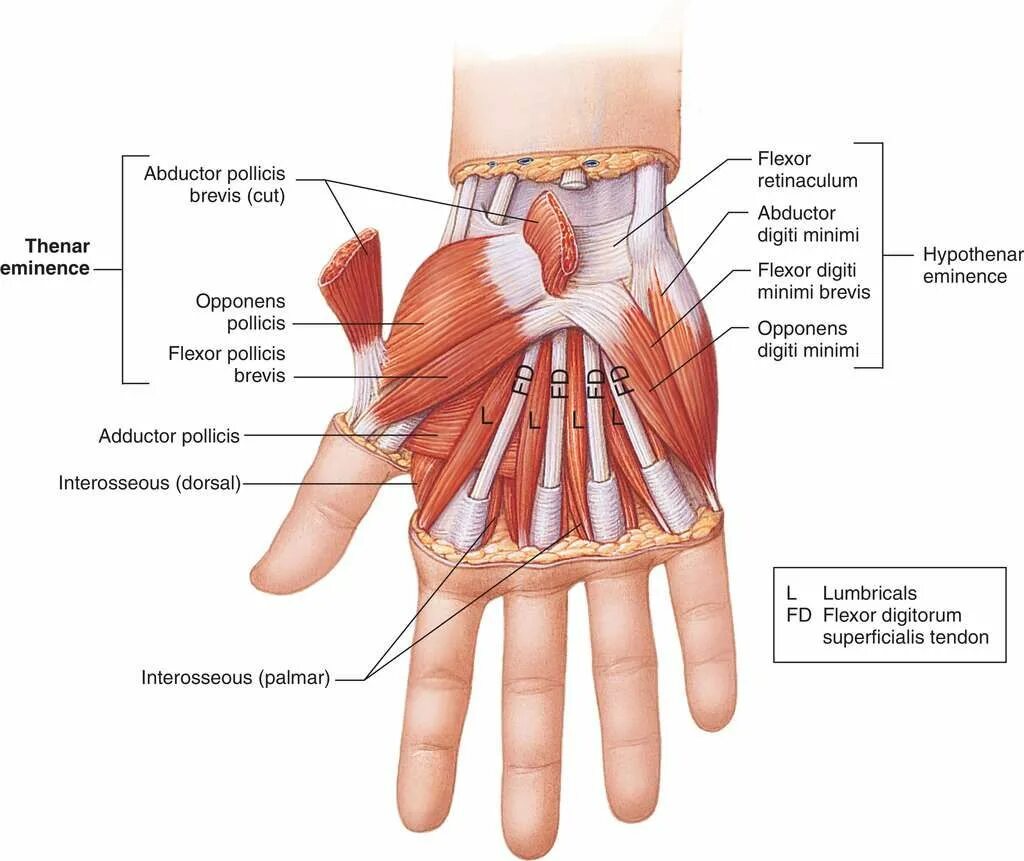 Hand function