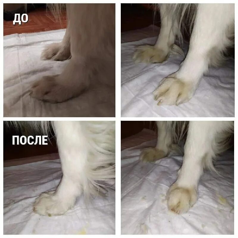 лапка котика. делай лапы 2. делай лапы 2. делай ноги мультфильм 2006. милые лапки котиков.