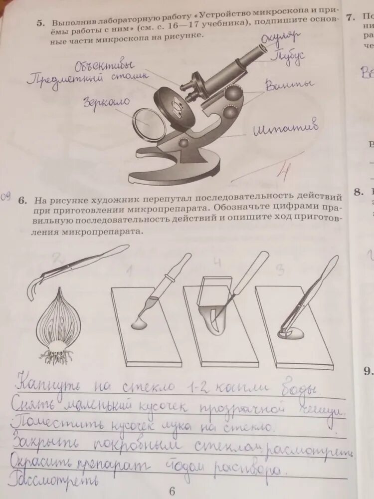 Гдз биология 6 класс рабочая тетрадь пасечник строение почек. Лабораторная работа по биологии. Как делать лабораторную работу 6 класс. Лабораторная работа прорастание семян фасоли. Биология 5 класс лабораторная работа.