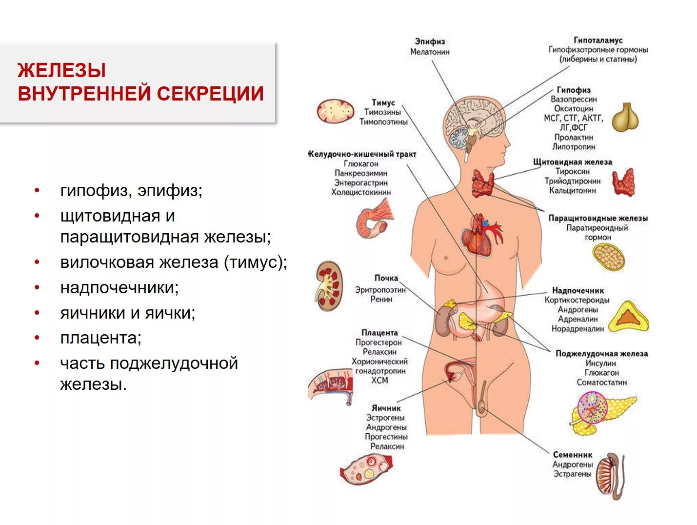 Эпифиз гипофиз надпочечники