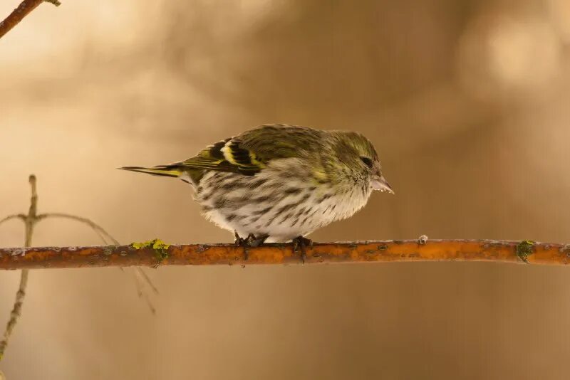 сеть дискаунтеров чижик. чижикея. чиж птица. чижикея. чижик логотип.