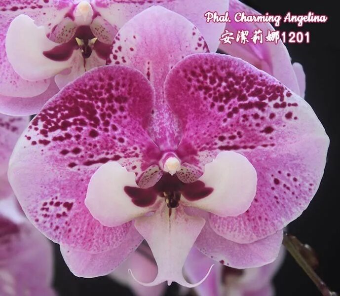 Phal. Charming Angelina - Орхиата для посадки орхидей, доставка цветущих растени