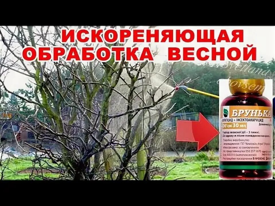 Искореняющие обработки весной. Искореняющие обработки весной. Обработка дерева. Опрыскивание деревьев. Искореняющие обработки весной.
