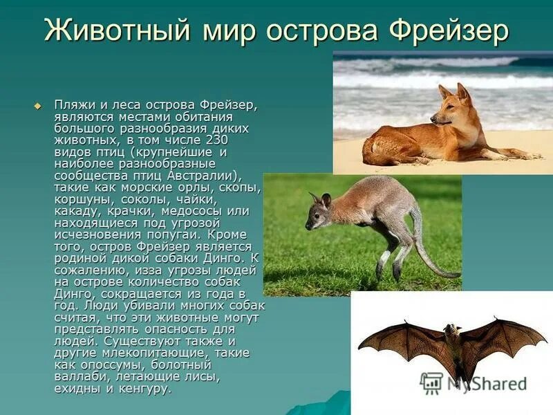 карта биоразнообразия. растительный мир презентация. биологическое разнообразие. видовое однообразие. животные коллаж.