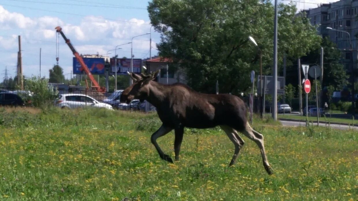 Город Заречный Пензенская область лоси. Лоси в Заречном Пензенской области. Лось на Комендантском проспекте. Лось в городе. Лось петербург