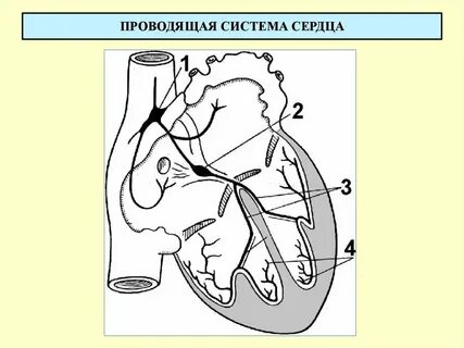 Центр проводящей системы