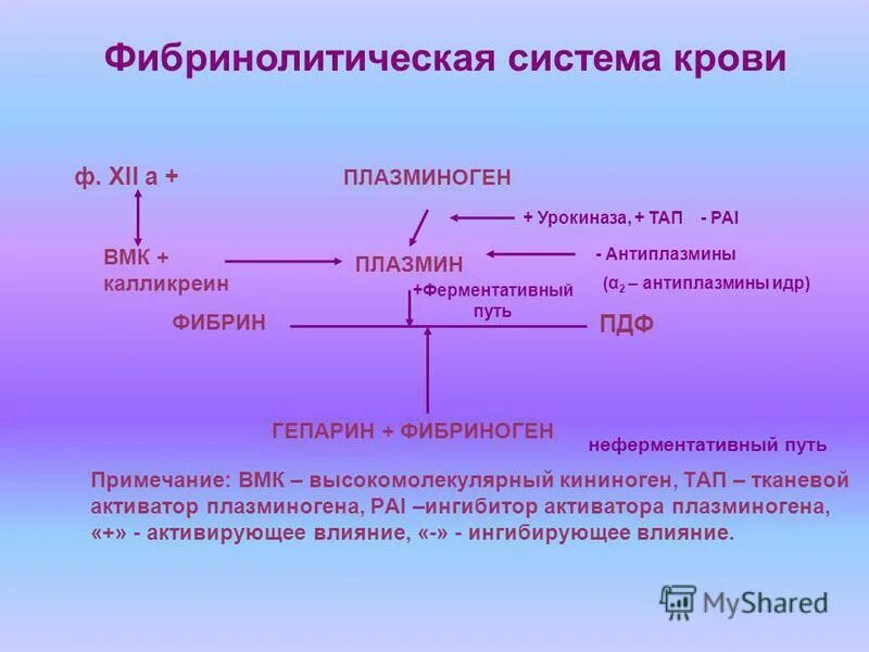 Фибринолизин (плазмин) функции. Механизм действия плазмина. Фибринолиз протеолитический фермент. Плазмин функции. Плазмин.
