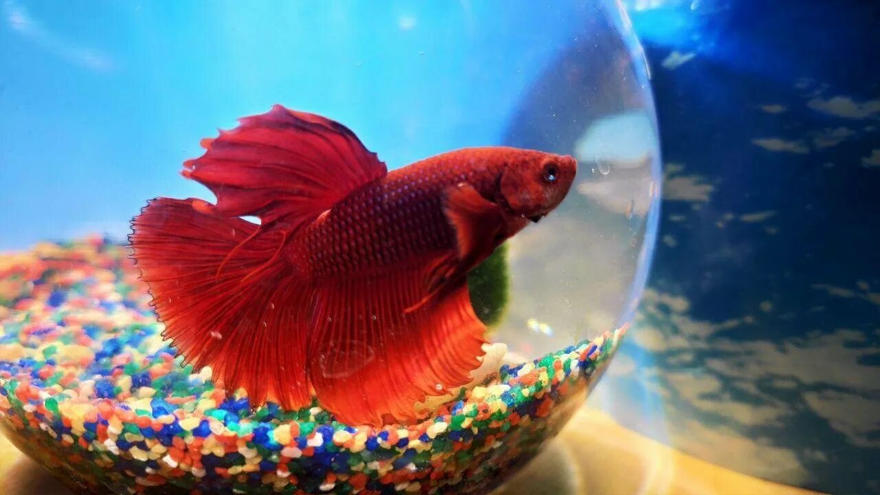Рыбка петушок аквариумная в крапинку. Аквариум шар с креветками. Рыбки для аквариума петушки. Рыбка петух. Петушок коронохвостый аквариумная синий.