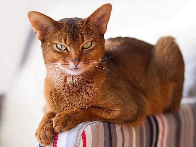 Photo By Ashley Bayles Unsplash #cuteanimals Cat room, Cute animals, Cats