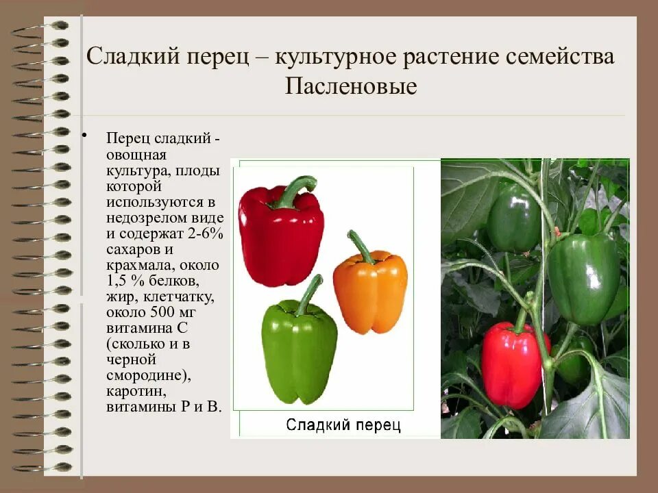 Семейство сладкий. Перец семейство пасленовых. строение болгарского перца. паслёновые болгарский перец. овощные культуры семейства пасленовых.