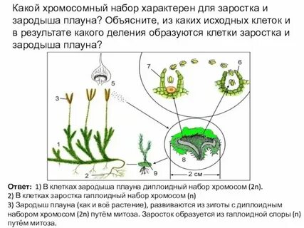 Зародыш хвоща хромосомный набор