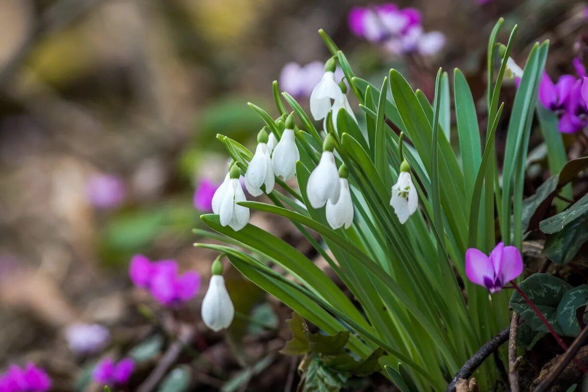 Первоцветы краснодарского. Лесные первоцветы ставрополья. Первоцветы лаго наки. Желтые первоцветы кавказа. Первоцветы краснодарского края.