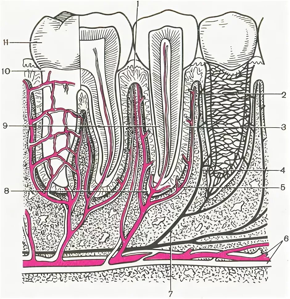 Сосуды десны. Пародонт анатомия гистология. Кровоснабжение периодонта. Иннервация пульпы гистология. Кровоснабжение и иннервация пульпы.